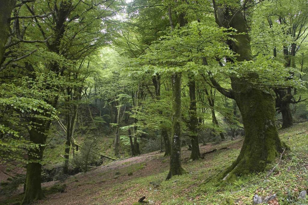 Hotel El Babu Caravia Kültér fotó